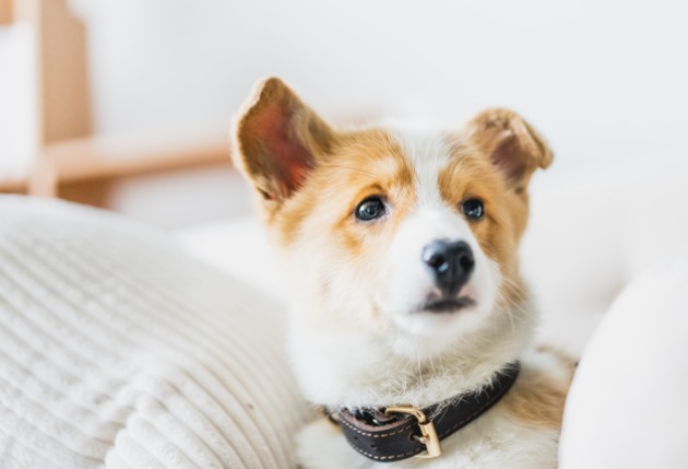 Qq__20190918211033.thumb_head