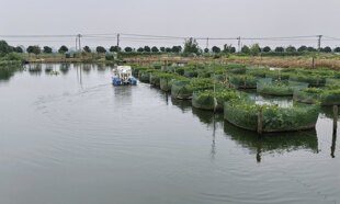 活力中国调研行丨一条黄鳝“游”出306亿元品牌：“中国黄鳝之都”仙桃的县域经济样本